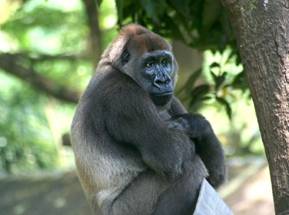 https://upload.wikimedia.org/wikipedia/commons/thumb/6/6c/Cross-River-Gorilla-Gorilla-gorilla-diehli%29.jpg/1024px-Cross-River-Gorilla-Gorilla-gorilla-diehli%29.jpg